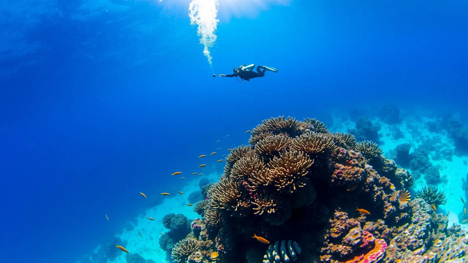 Scuba diver over a colourful Red Sea coral reef