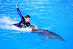 Dolphin Show — 3